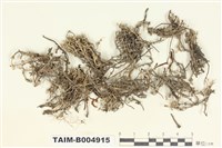 藏品(擬裸柄石蕊)的圖片